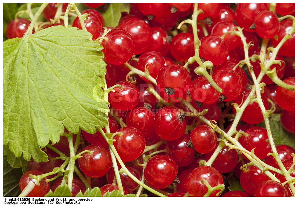 ���, �����, �����, ������� ���������, �����