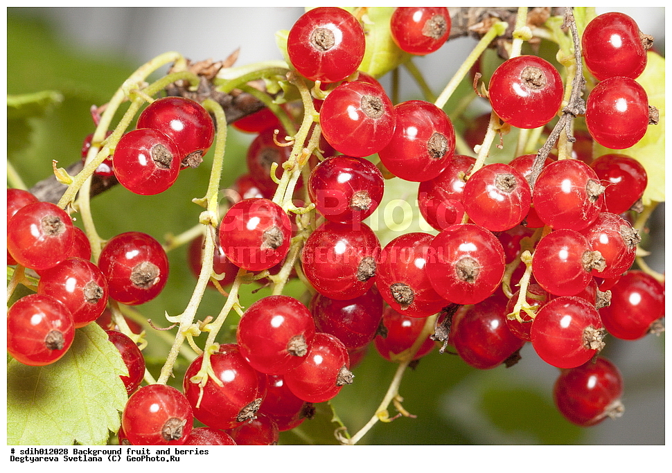 ���, �����, �����, �������, ���������, ������