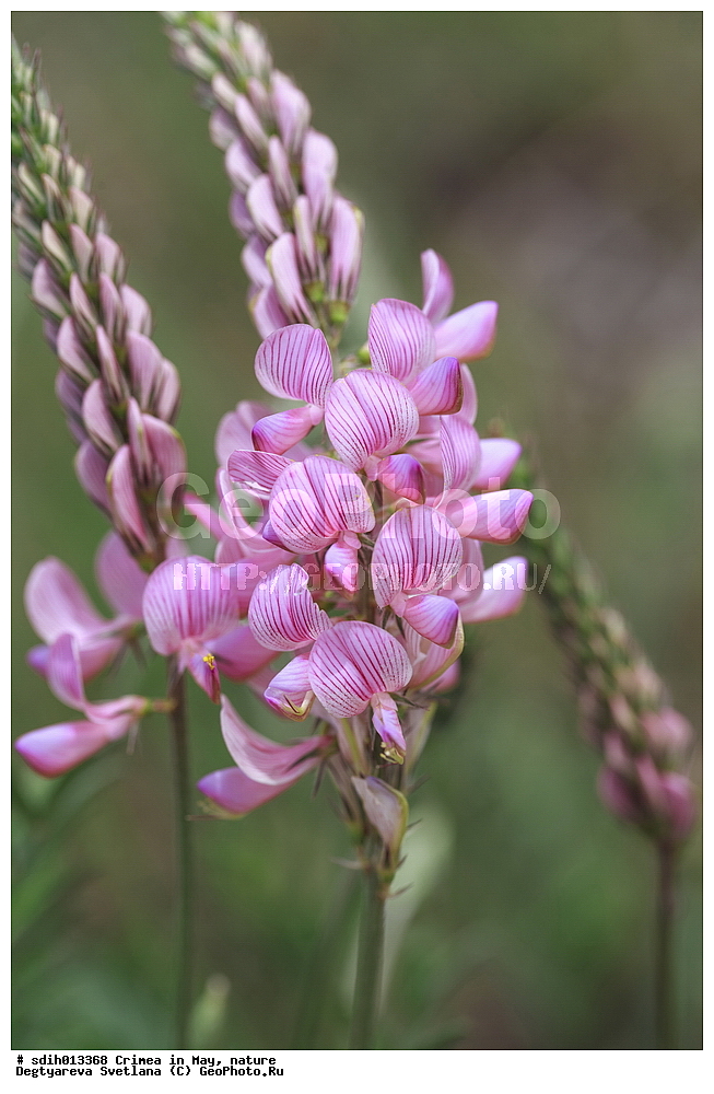 ����, ���, �������, �������, ������� �����, �����