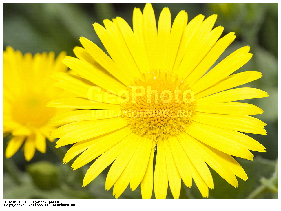 �����, �����������, �����, ������ �����, ���, �����