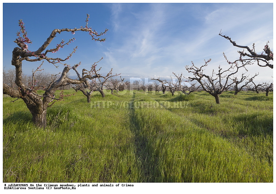 ����, ���, ��������, ��������, ���������� �������, ���, �������, �����, ������, ������, ������, �������, �����, ������ ��������, �����, ���������� ��������, �������, ������� ��������, ������, �����, XYZ, ������������, �������, �����������, Rosaceae, ������ ������������, ����� ����������, ������, ���������� ������, Persica vulgaris, Prunus persica, Amygdalus persica