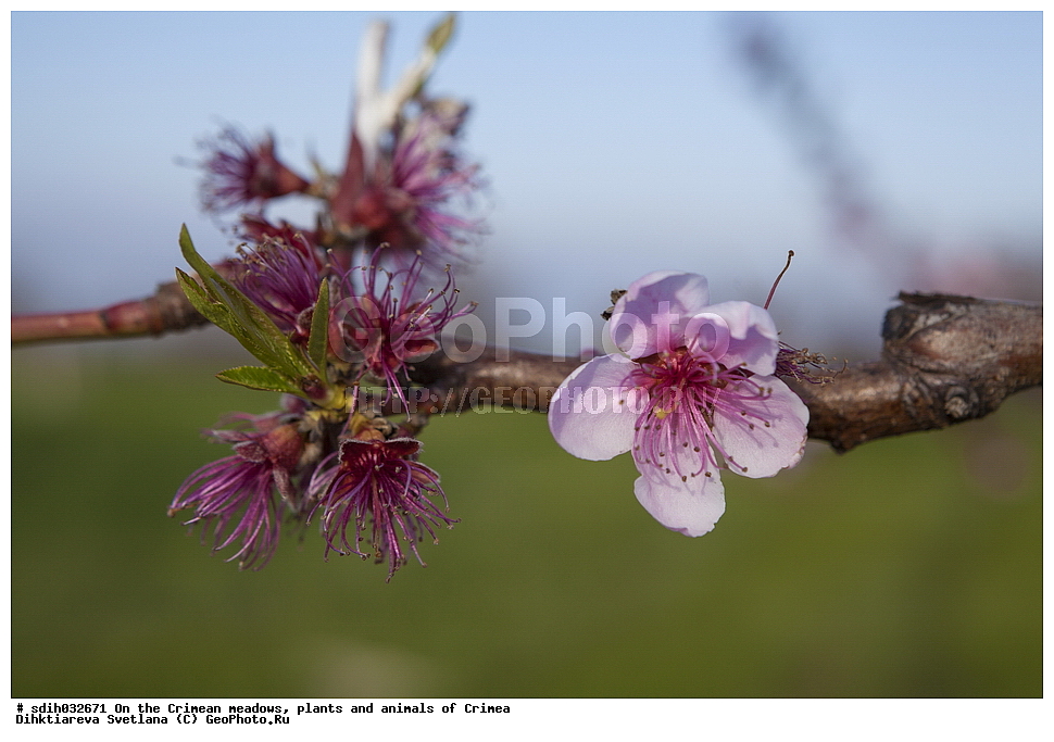 ����, ���, ��������, ��������, ���������� �������, ���, �������, �����, ������, ������, ������, �������, �����, �����, ������ ��������, �����, ���������� ��������, �������, ������� ��������, ������, �����, XYZ, ������������, �������, �����������, Rosaceae, ������ ������������, ����� ����������, ������, ���������� ������, Persica vulgaris, Prunus persica, Amygdalus persica