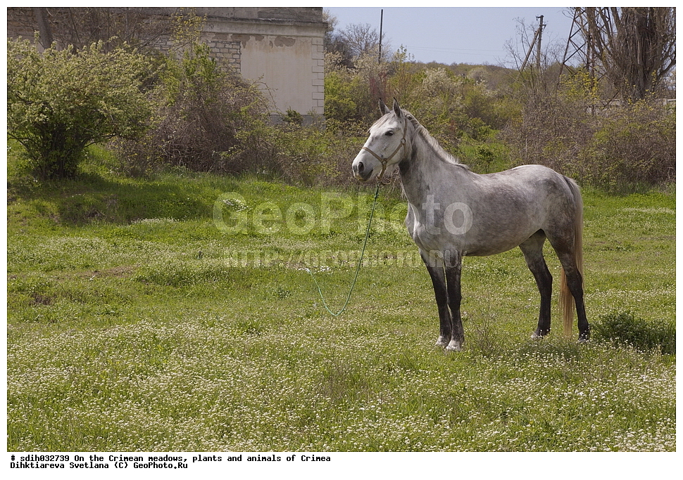 ����, ���, ��������, ��������, ������, ������, ����, ��������, ��������, �����, ������, ��������, ����, ���, �������, ��������, ������, �������, �����, ����, �������� ����������, ����, ��������, ��������, �������������, �������������, �����, �����, XYZ, ���������, Equidae, �������� ������, Equus ferus caballus