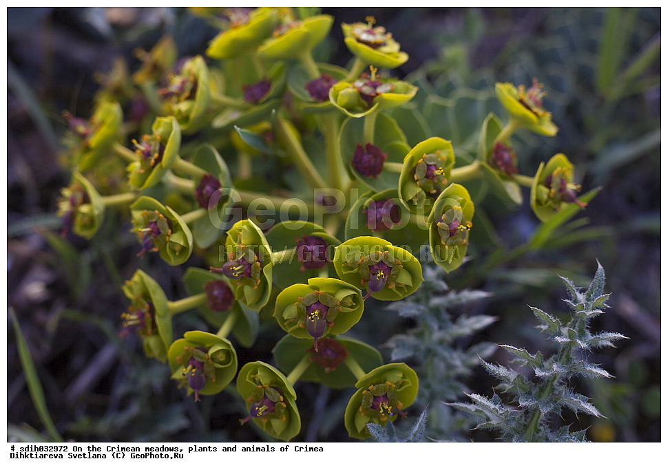 ����, ���, ��������, ����������, �����, ���������, ������, �����, ��������, ������, �����, ��������, ��������������, ���������, ������, �������, ������������, ������ ��������, �����, ���������� ��������, ������������ ��������, ������������ ��������, ������, �����, XYZ, ����������, Euphorbiaceae, ������� ������������, ������� �����������, Euphorbia myrsinites