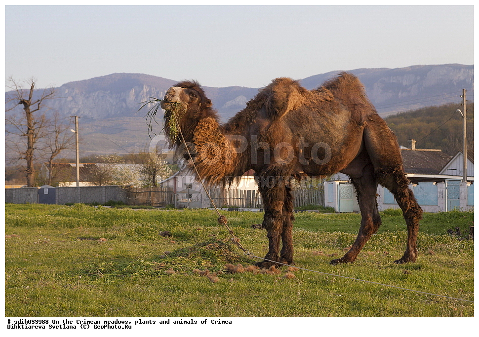 ����, ���, ��������, ��������, ����, ��������, �������, �������, ������, �����, ����, �������, ��������, ����������, ���������, ����������, ���������, ����������, �������, ��������, ��������, �������������, �������������, �����, �����, XYZ, �����������, Camelidae, ��������� �������, ��������, Camelus bactrianus