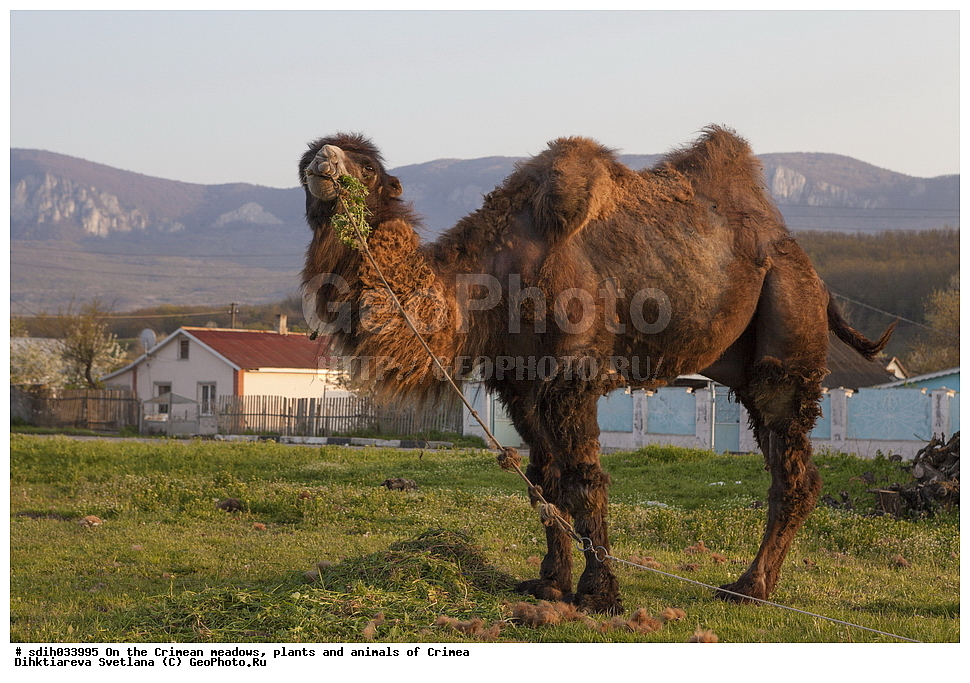 ����, ���, ��������, ��������, ����, ��������, �������, �������, ������, �����, ����, �������, ��������, ����������, ���������, ����������, ���������, ����������, �������, ��������, ��������, �������������, �������������, �����, �����, XYZ, �����������, Camelidae, ��������� �������, ��������, Camelus bactrianus