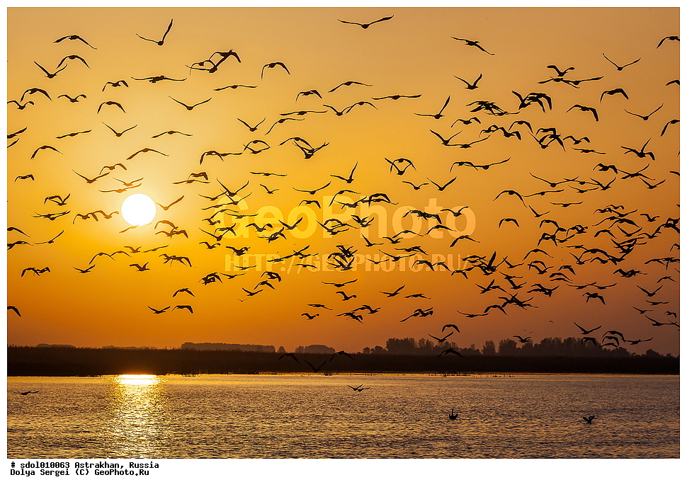 ���������, ������, ������������ �������, ������, ��������