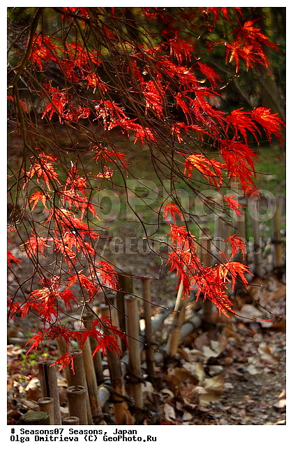 ������, ������� ����, �����