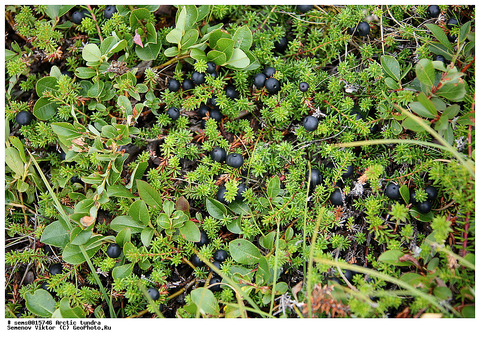 ������, �������