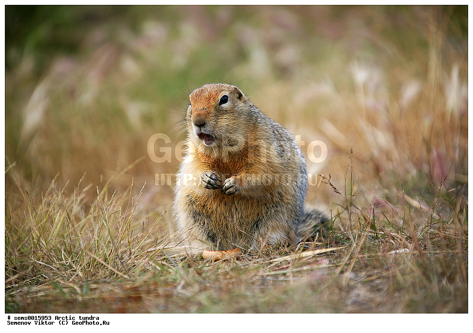 ������, �������