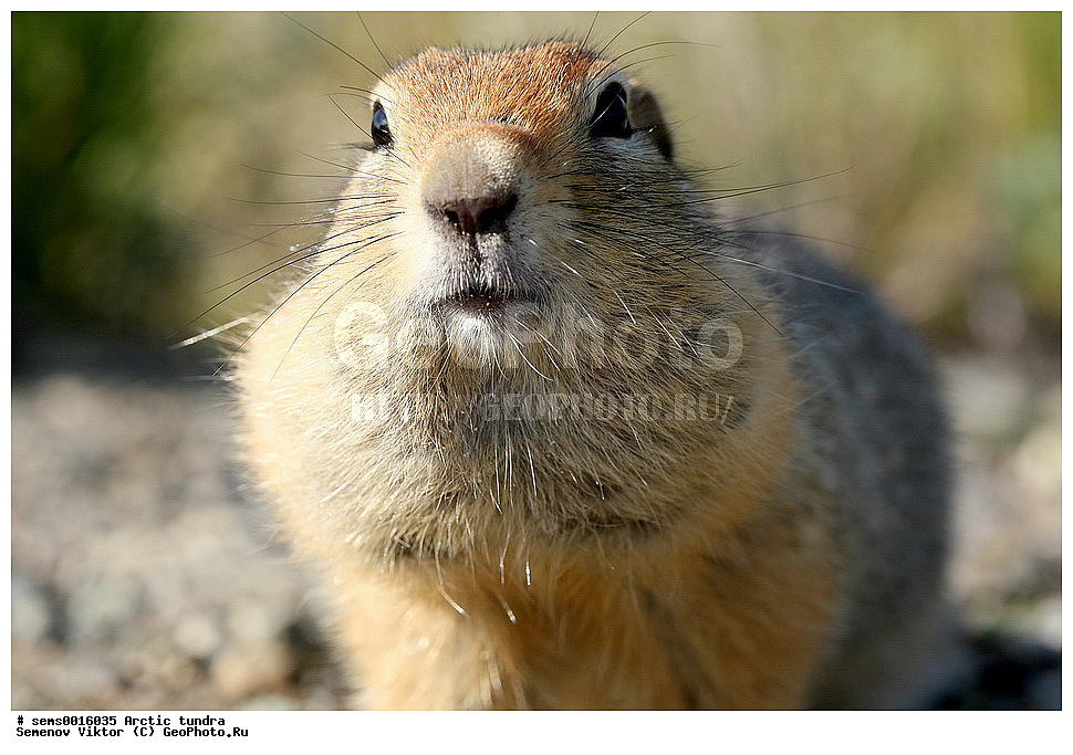 ������, �������