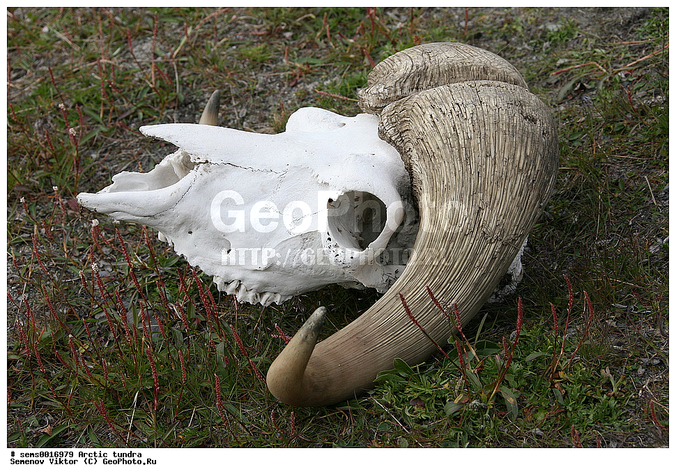 ������, �������