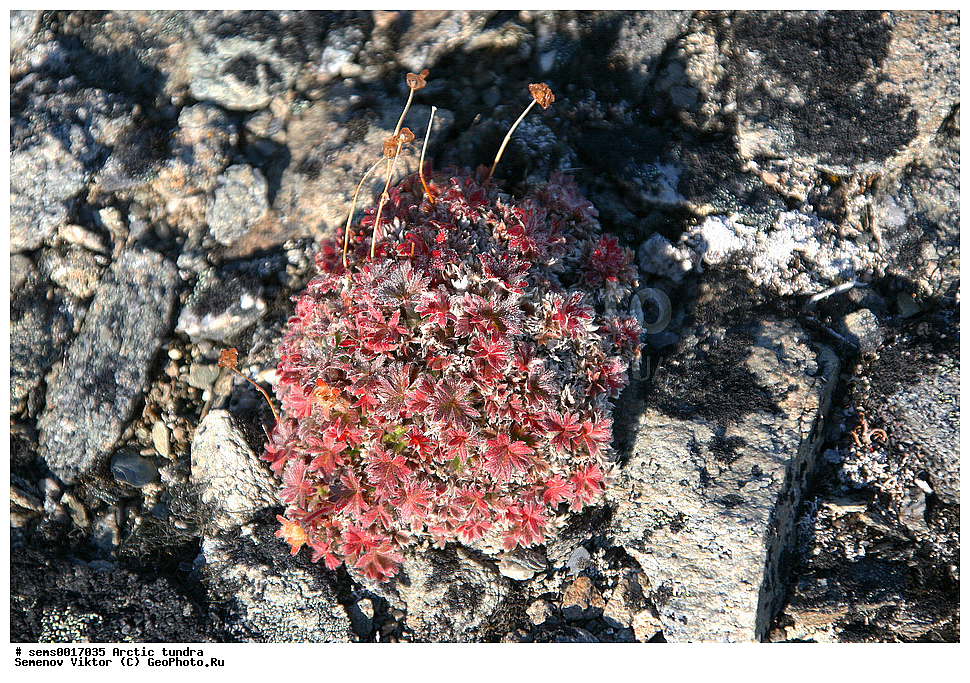 ������, �������