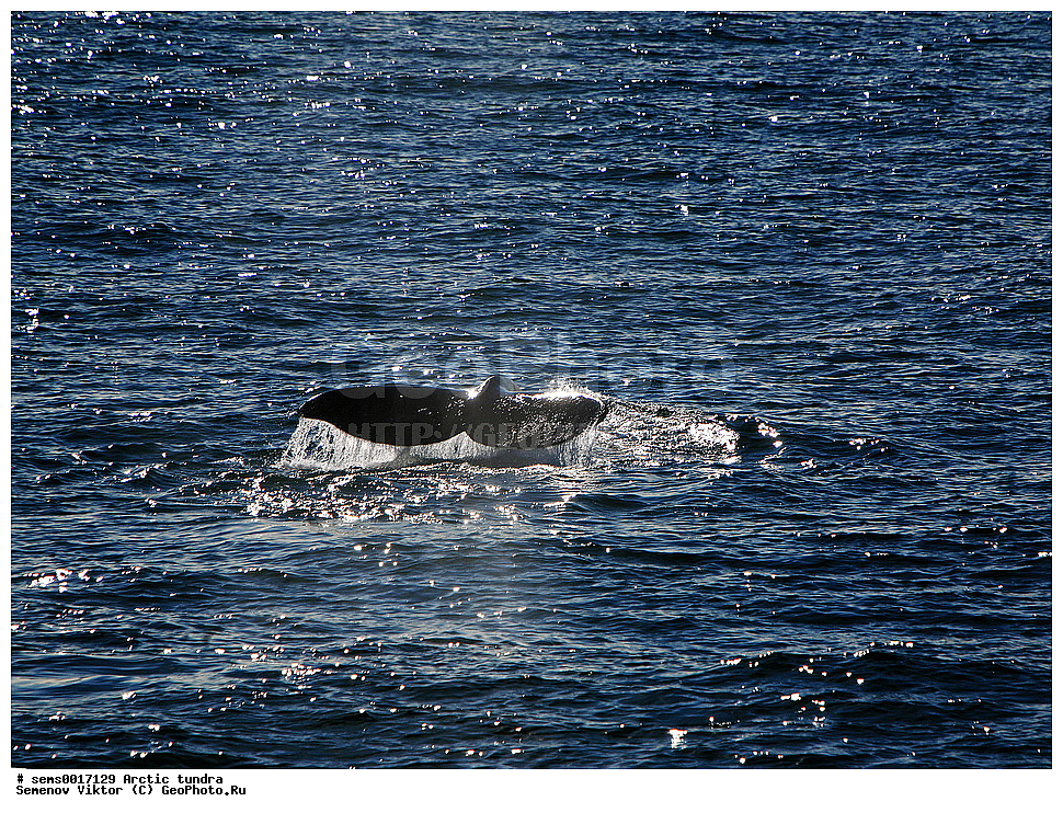 ������, �������