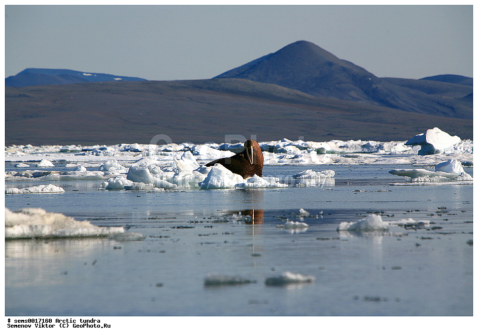 ������, �������