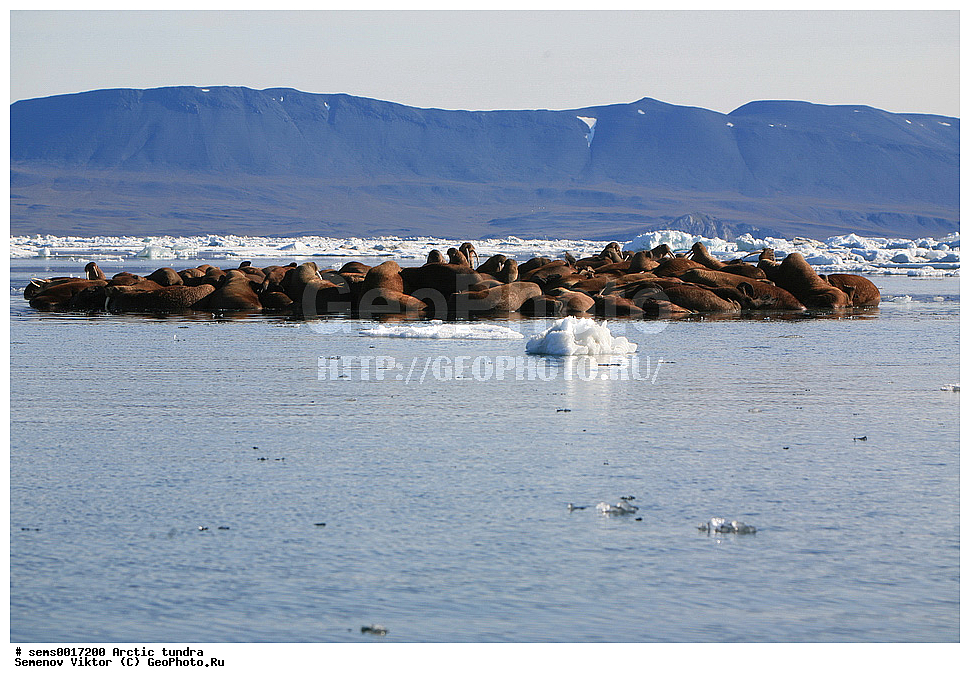 ������, �������