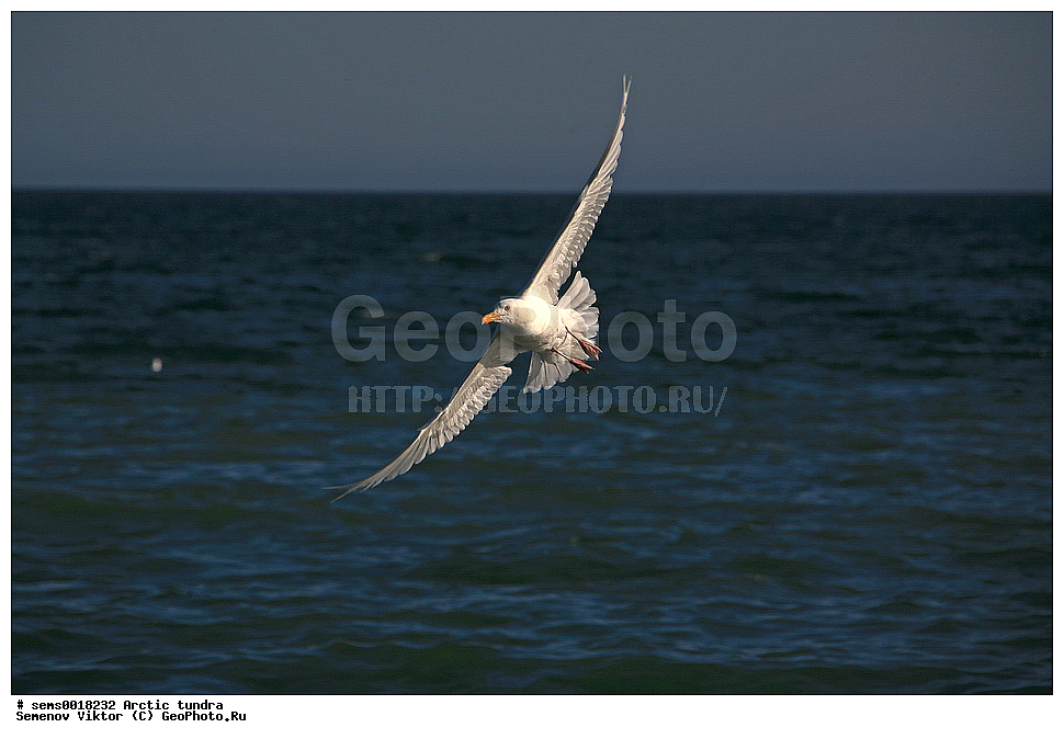 ������, �������