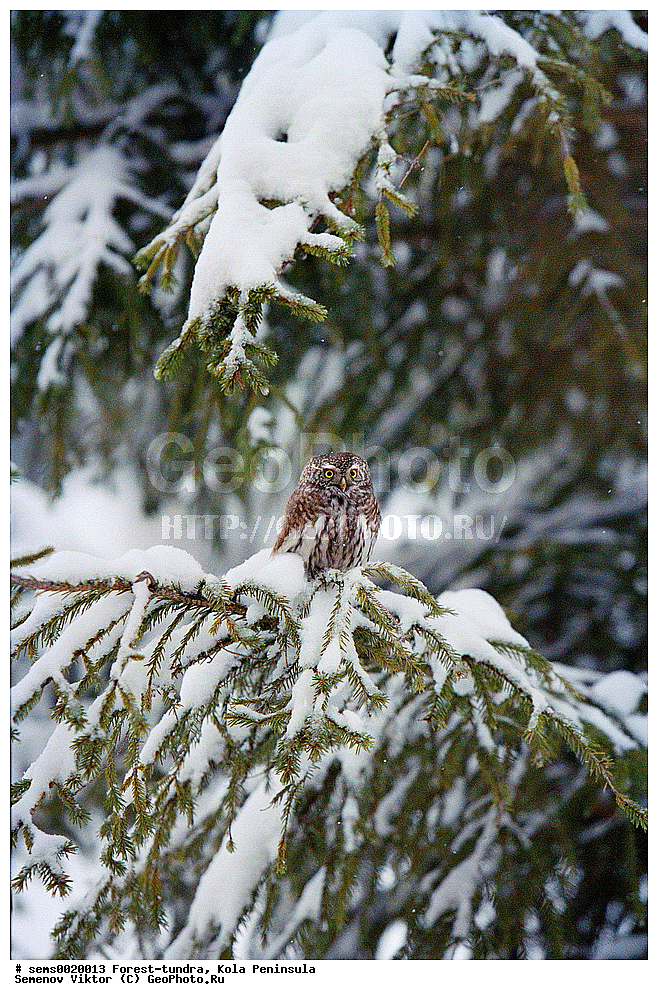 ����������, �������� ����������, ������, ����, ����