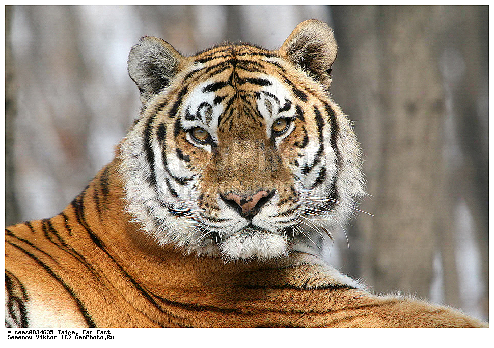 �����, ������� ������, ��������, ��������, �������������, �������������, �����, �����, XYZ, �������, Felidae, �������� ����, ����������� ����, ��������������� ����, Panthera tigris altaica