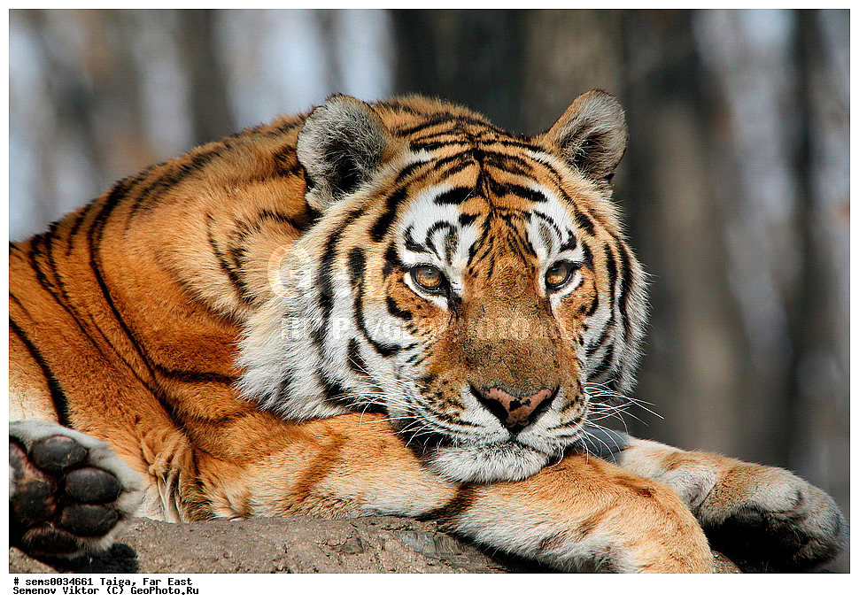 �����, ������� ������, ��������, ��������, �������������, �������������, �����, �����, XYZ, �������, Felidae, �������� ����, ����������� ����, ��������������� ����, Panthera tigris altaica