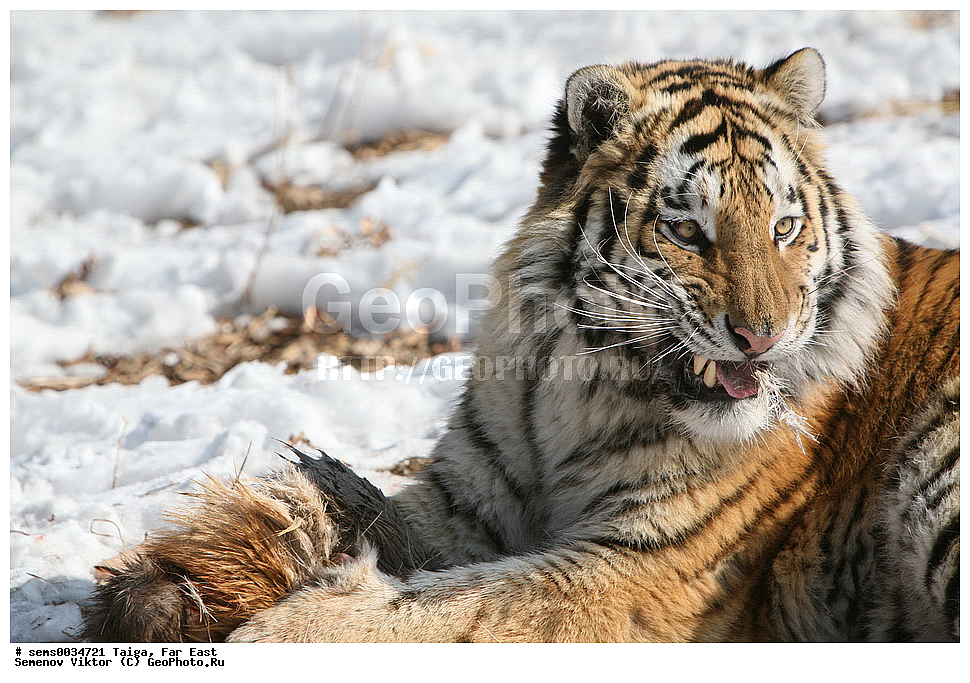 �����, ������� ������, ��������, ��������, �������������, �������������, �����, �����, XYZ, �������, Felidae, �������� ����, ����������� ����, ��������������� ����, Panthera tigris altaica