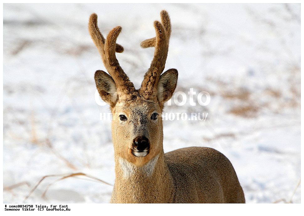 �����, ������� ������, ��������, ��������, �������������, �������������, �����, �����, XYZ, ��������, ������, Cervidae, ��������� ������, Capreolus pygargus