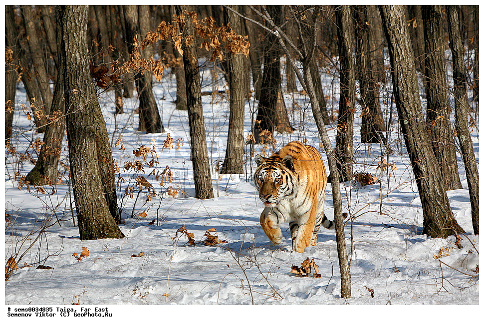 �����, ������� ������, ��������, ��������, �������������, �������������, �����, �����, XYZ, �������, Felidae, �������� ����, ����������� ����, ��������������� ����, Panthera tigris altaica