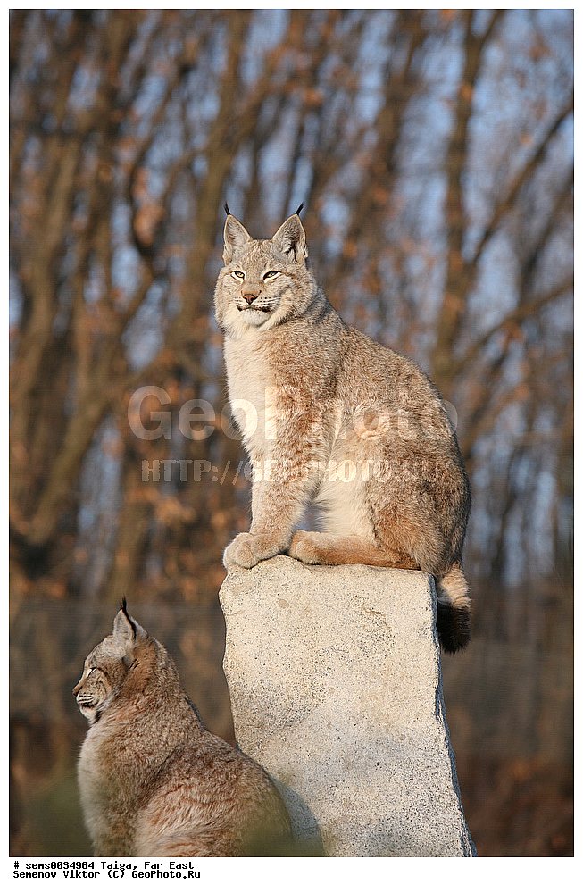 �����, ������� ������, ��������, ��������, �������������, �������������, �����, �����, XYZ, �������, Felidae, ������������ ����, Lynx lynx