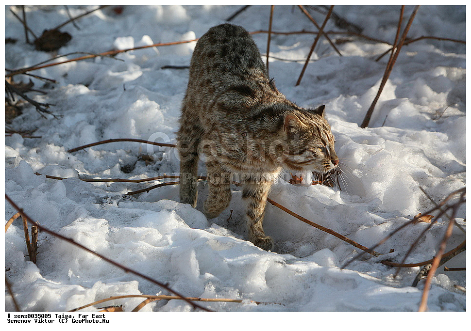 �����, ������� ������, ��������, ��������, �������������, �������������, �����, �����, XYZ, �������, Felidae, �������� ������ ���, ��������������� ������ ���, �������� ����������� ���, Prionailurus bengalensis euptilurus, ����������� �����, ���������� �����, ��������������� ���, Prionailurus bengalensis, Felis bengalensis