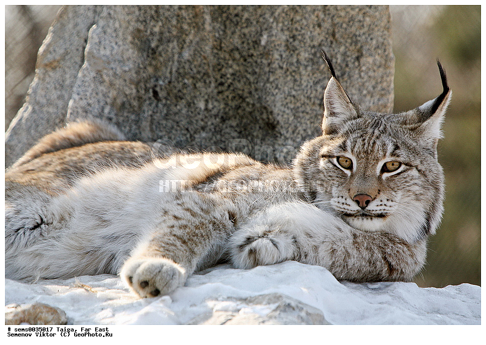 �����, ������� ������, ��������, ��������, �������������, �������������, �����, �����, XYZ, �������, Felidae, ������������ ����, Lynx lynx