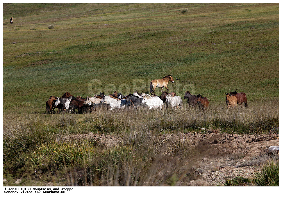 ����, �����