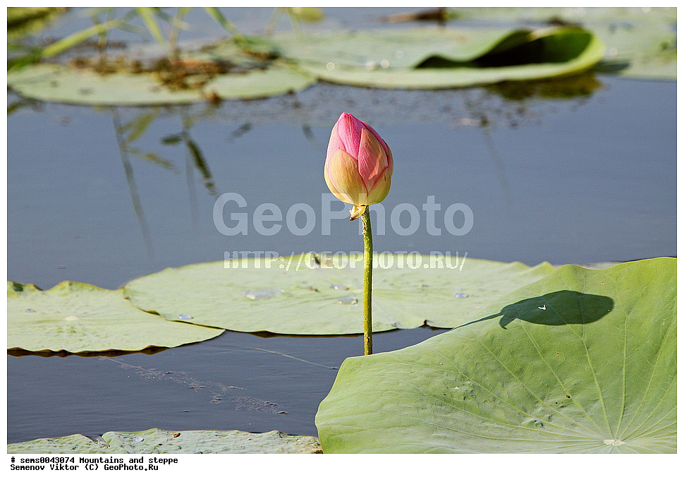 ����, �����