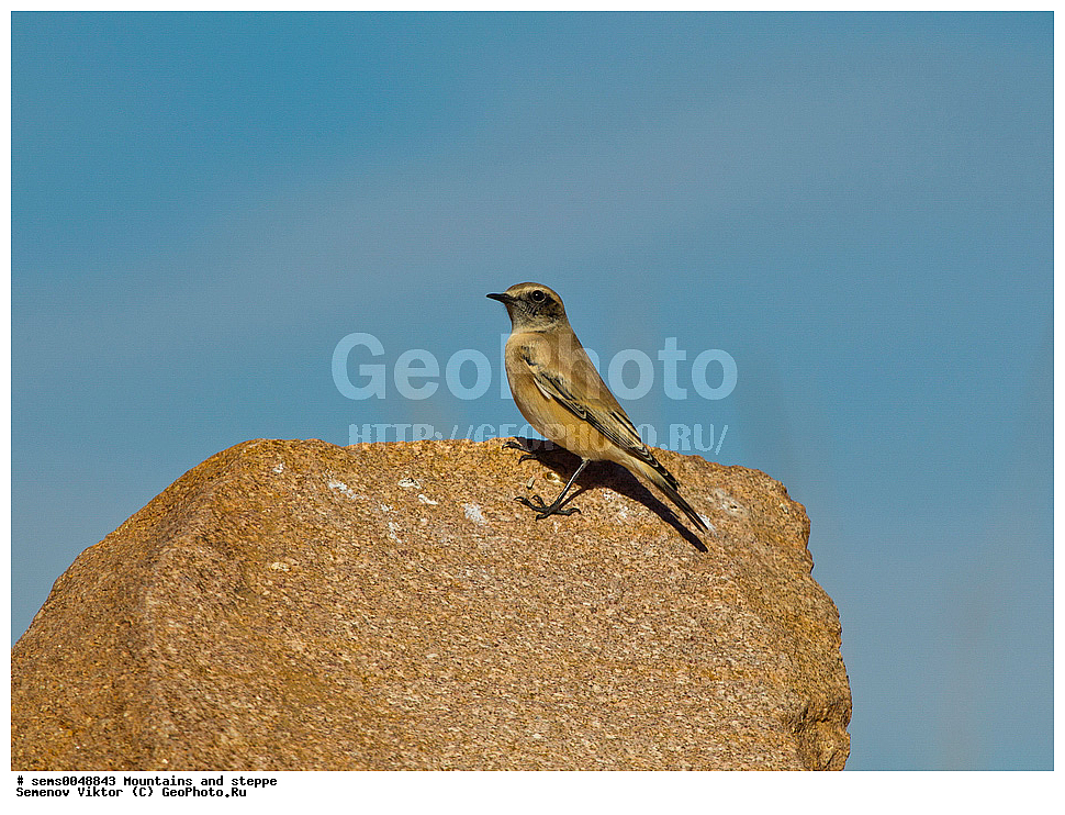 ����, �����