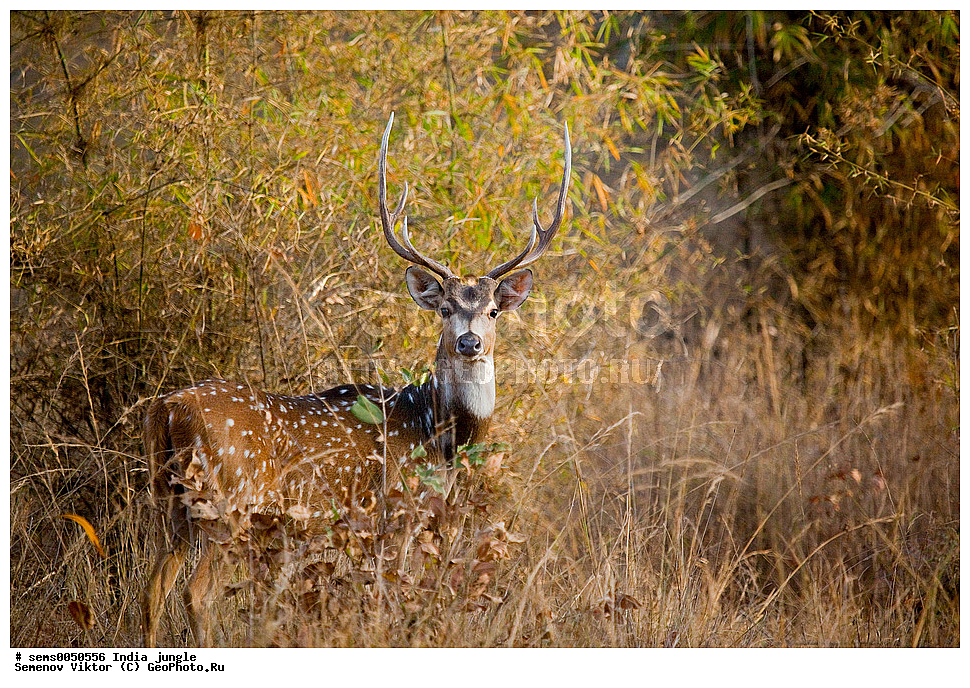 ���������� �����, �������