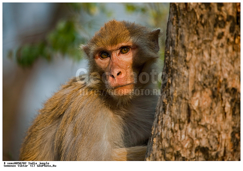 ���������� �����, �������