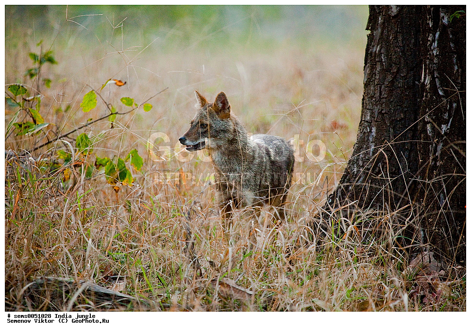 ���������� �����, �������