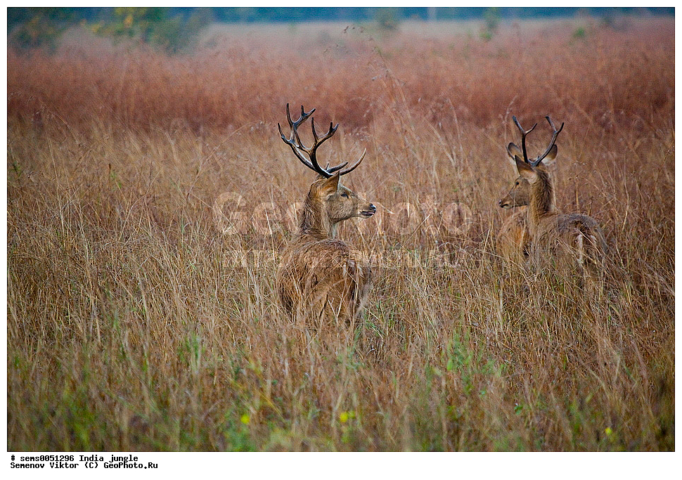 ���������� �����, �������