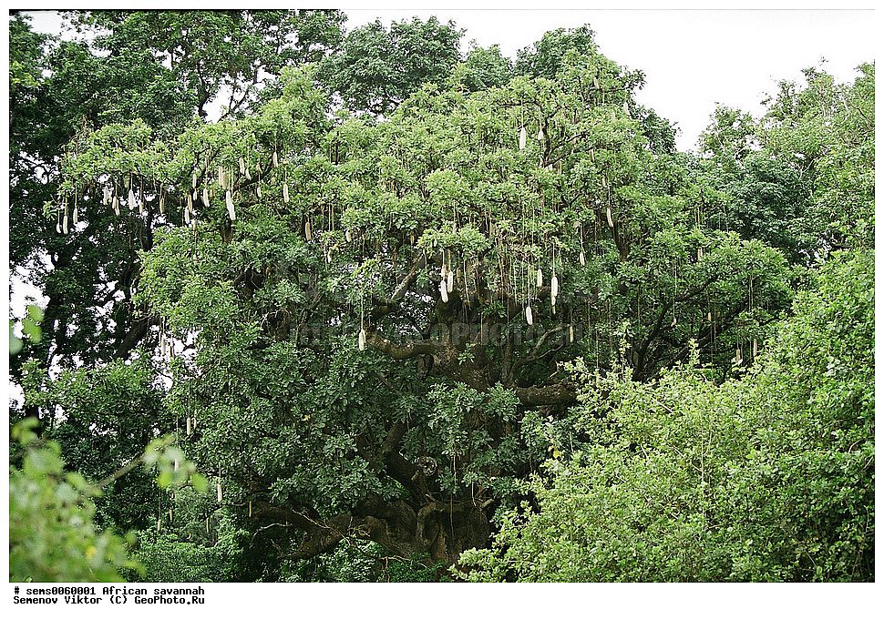 �������, ������, ������ ��������, �����, ��������,  ���������� ��������, ������� ��������, ������, �����,XYZ, �����������, Bignoniaceae, ������� �����������, ��������� ������, Kigelia africana, ������������ ���� �������, ����-�������, ��������, ��������� ������, ������ ��������, �����, ��������,  ���������� ��������, ������� ��������, ������, �����,XYZ, �����������, Bignoniaceae, ������� �����������, ��������� ������, Kigelia africana, ������������ ���� �������, ����-�������, ��������, ��������� ������