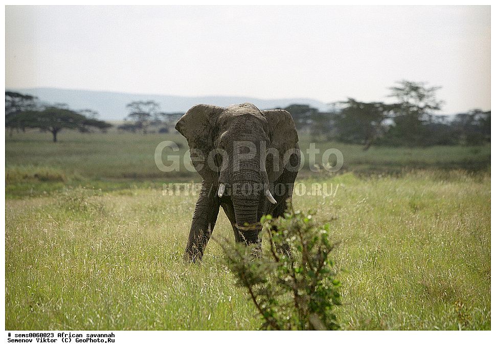 �������, ������, ��������, ��������, �������������, �������������, �����, �����, XYZ, ��������, Proboscidea, �������� ����, Loxodonta africana, ������������ ���� ����� ����, �����, Elephas africanus, ��������, Elephantidae