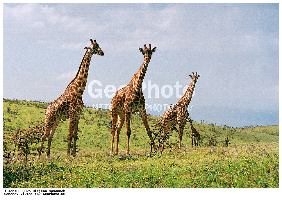 �������, ������, ��������, ��������, �������������, �������������, �����, �����, XYZ, ���������, Giraffidae, �����, Giraffa camelopardalis, Giraffa camelopardalis tippelskircbi, ��������� �����, ������������ ���� ����� ����, �����, ��������� ������