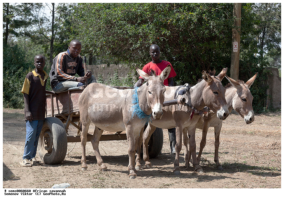 �������, ������