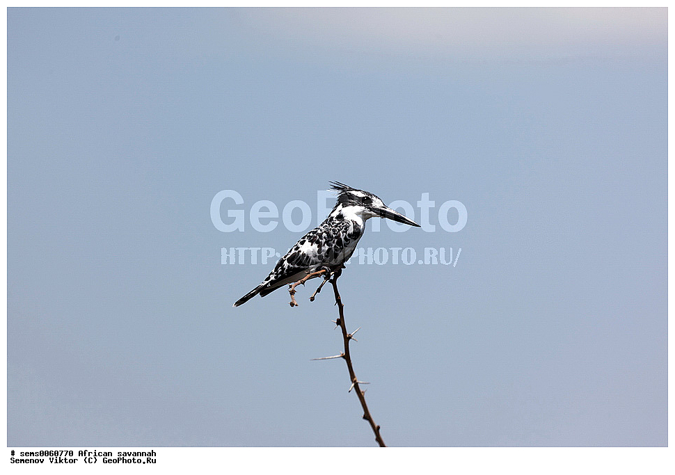 �������, ������, ��������, ��������, �����, �����, ��������, �����������, XYZ ������������, Alcedinidae, ����� ����� ���������, Ceryle rudis, ����� ������, �����, ��������� ������