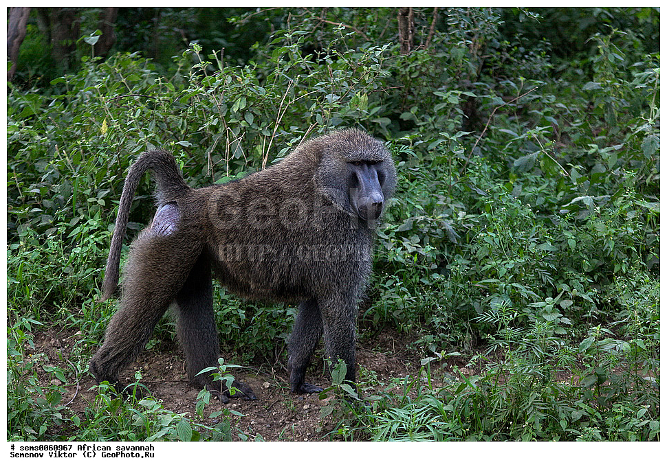 �������, ������, ��������, ��������, �������������, �������������, �����, �����, XYZ, �����������, Cercopithecidae, ������ ������, ����������� ������, Papio anubis, �����, ��������� ������