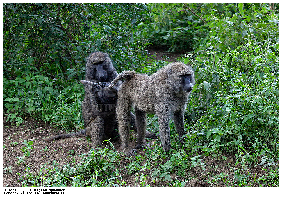 �������, ������, ��������, ��������, �������������, �������������, �����, �����, XYZ, �����������, Cercopithecidae, ������ ������, ����������� ������, Papio anubis, �����, ��������� ������