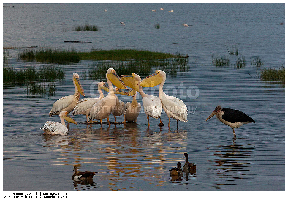 �������, ������, ��������, ��������, ������� �����, ������� �����, ��������, �����������, XYZ, �����������, Pelecanidae, ������� �������, Pelecanus onocrotalus, ����� ������, �����, ��������� ������, ������� �����, ������� �����