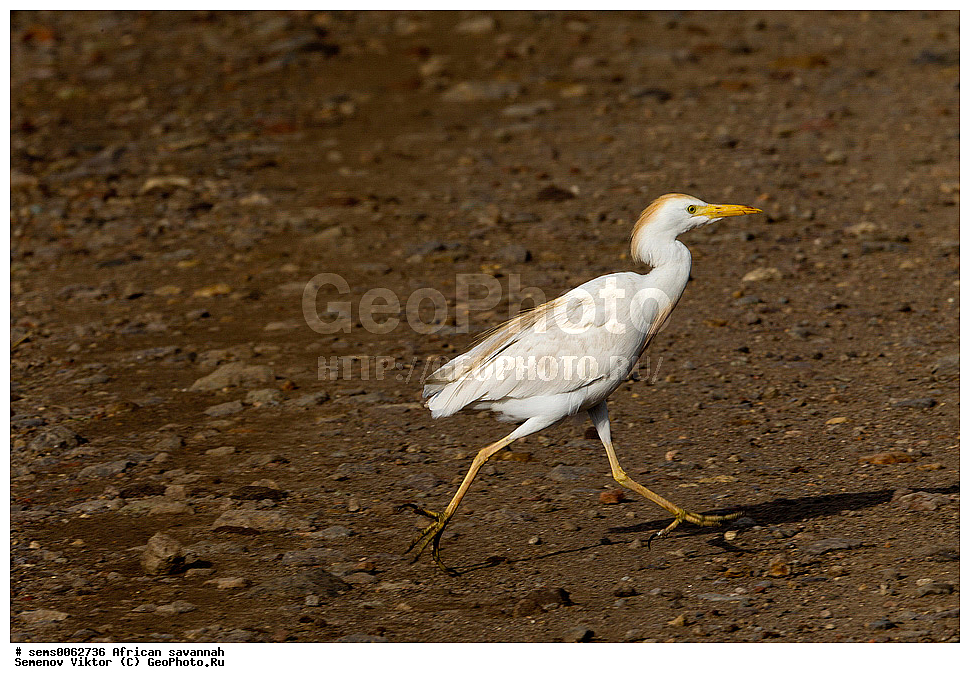 �������, ������, ��������, ��������, �����, �����, ��������, �����������, XYZ, ��������, Ardeidae, ���������� �����, Bubulcus ibis, ����� ������, �����, ��������� ������