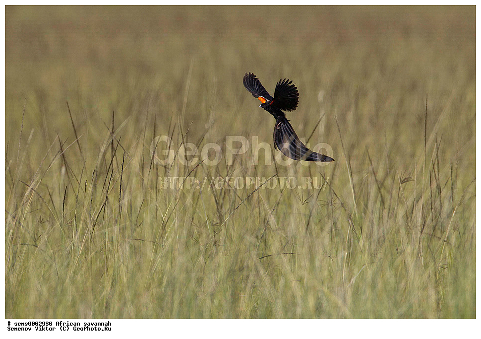 �������, ������, ��������, ��������, �����, �����, ��������, �����������, XYZ, �����������, Viduidae, ��������� ��������, ������ ��������, �������� ����, Vidua hypocherina, ����� ������, �����, ��������� ������