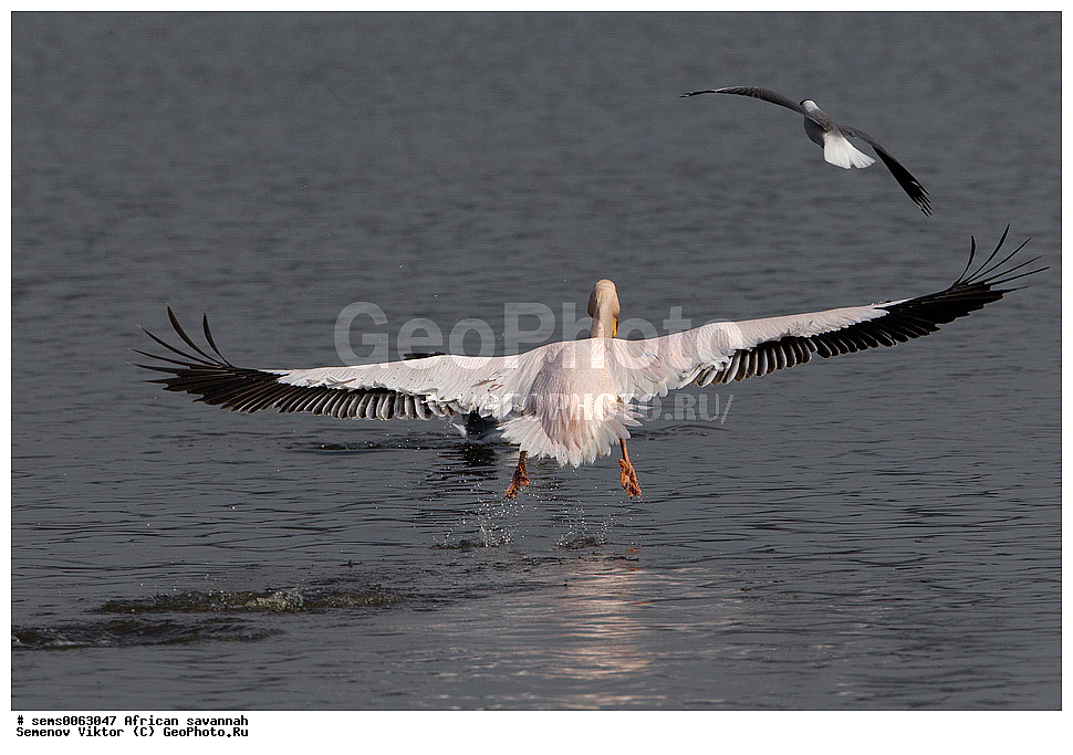 �������, ������, ��������, ��������, ������� �����, ������� �����, ��������, �����������, XYZ, �����������, Pelecanidae, ������� �������, Pelecanus onocrotalus, ����� ������, �����, ��������� ������, ������� �����, ������� �����