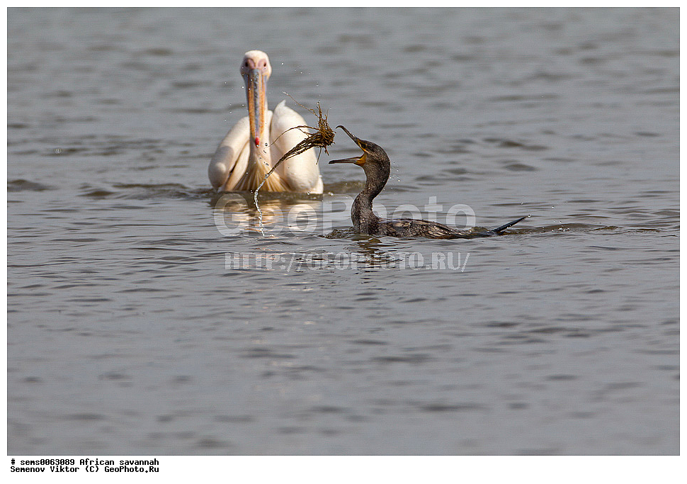 �������, ������, ��������, ��������, ������� �����, ������� �����, ��������, �����������, XYZ, �����������, Pelecanidae, ������� �������, Pelecanus onocrotalus, ����� ������, �����, ��������� ������, ������� �����, ������� �����