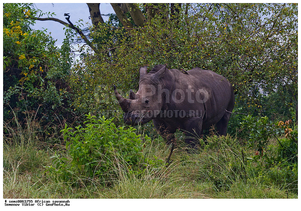 �������, ������, ��������, ��������, �������������, �������������, �����, �����, XYZ, �����������, Rhinocerotidae, ����� �������, Ceratotherium simum, ����� ������, �����, ��������� ������